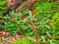 Preview: Mini Nadelblatt - Bucephalandra micrantha 'Needle Leaf' in vitro